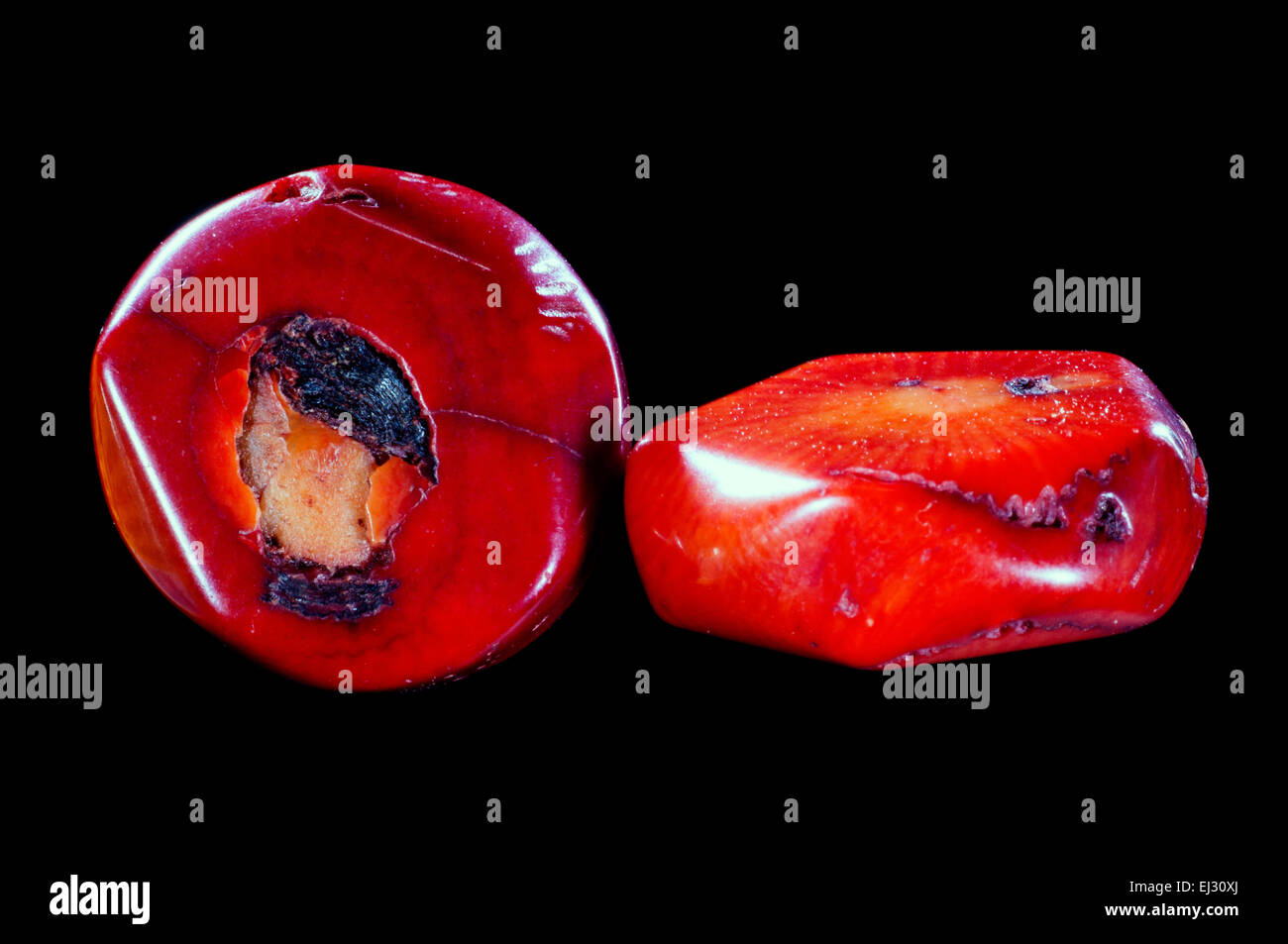 Perle per bigiotteria fatta di lucidato corallo fossile Foto stock - Alamy