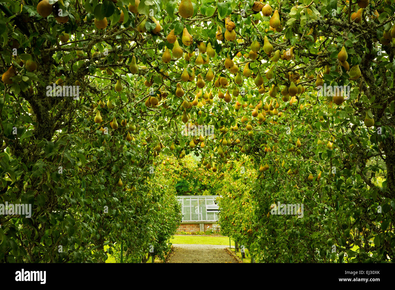 Pera arbor e il percorso nei giardini a Dromoland Castle, Irlanda Foto Stock