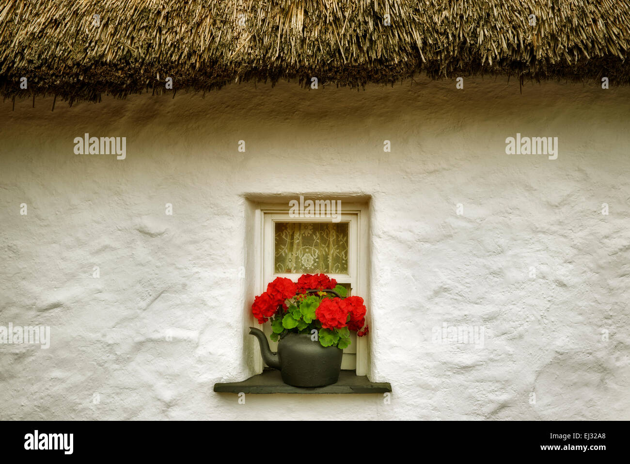 Begonia fiore nella pentola e finestra e tetto di paglia. Il Castello di Bunratty, Irlanda Foto Stock