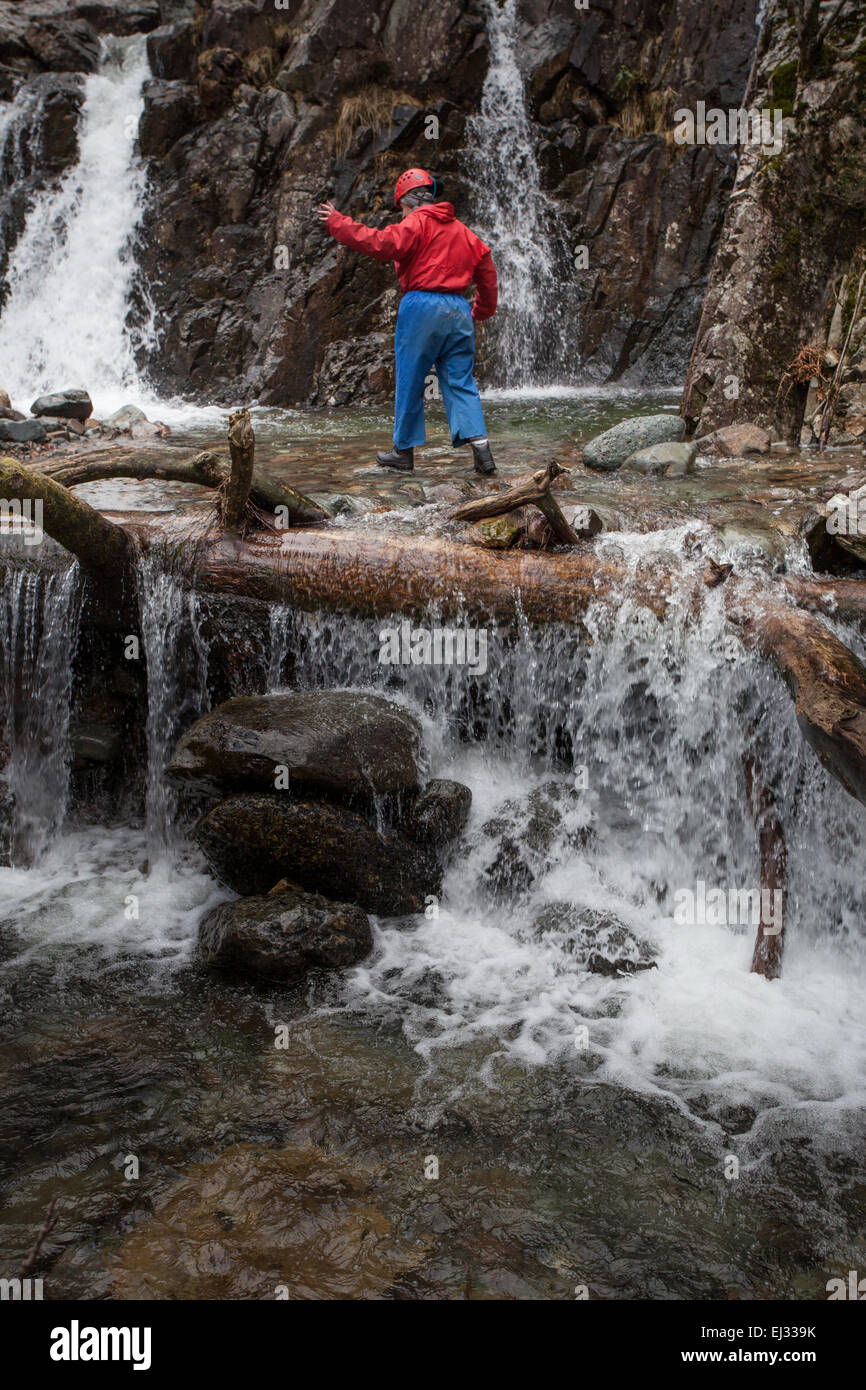 Una donna single Ghyll Scrambler ad esplorare le cascate di stickle ghyll vigore nel grande Langdale nel Lake District inglese. Foto Stock