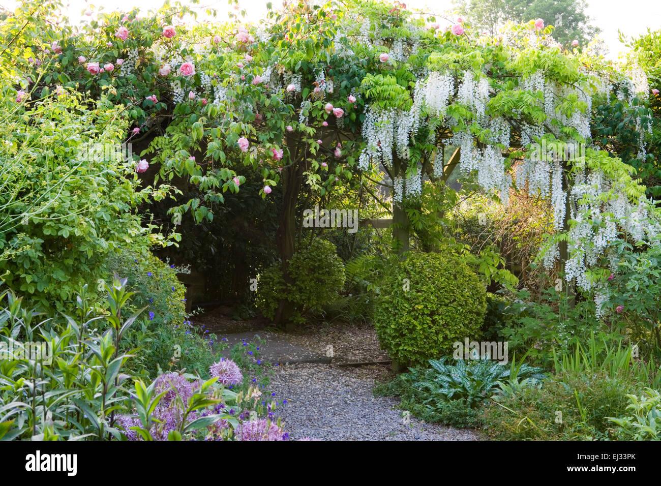 Mill Cottage, Wookey, Somerset, Regno Unito. (Sally Gregson) pergola coperta con Wisteria floribunda "Alba" e rosa rampicante Foto Stock