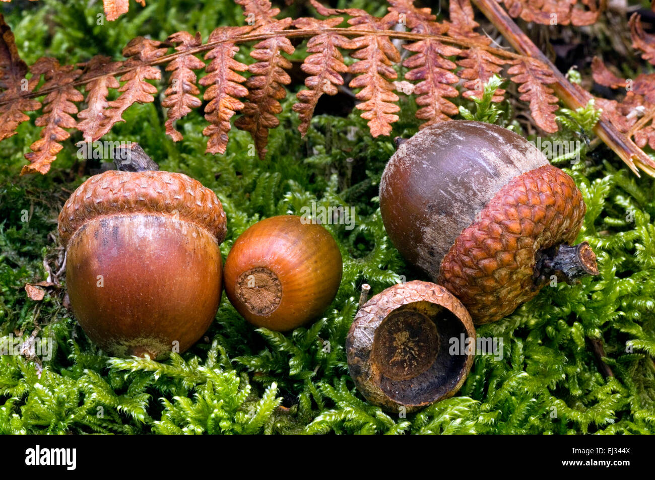 Inglese / Quercia farnia / Francese quercia (Quercus robur) in prossimità del parco naturale de los alcornocales caduti sul suolo della foresta Foto Stock