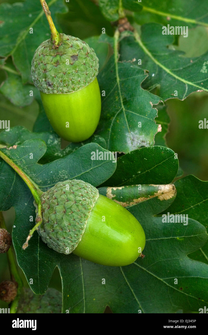 Inglese / Quercia farnia / Francese quercia (Quercus robur) close up di ghiande e foglie Foto Stock