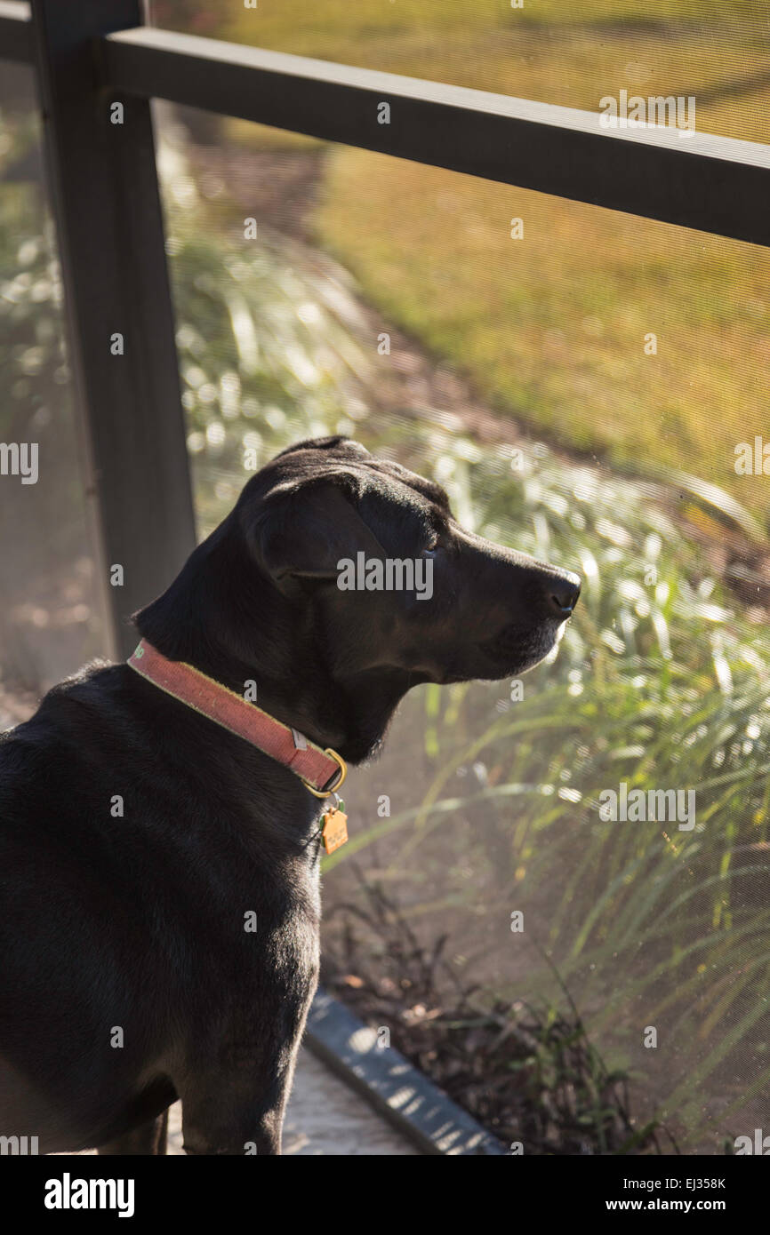 Black Lab Dog sitter nel contenitore schermato, casa suburbana, FL, Stati Uniti d'America Foto Stock