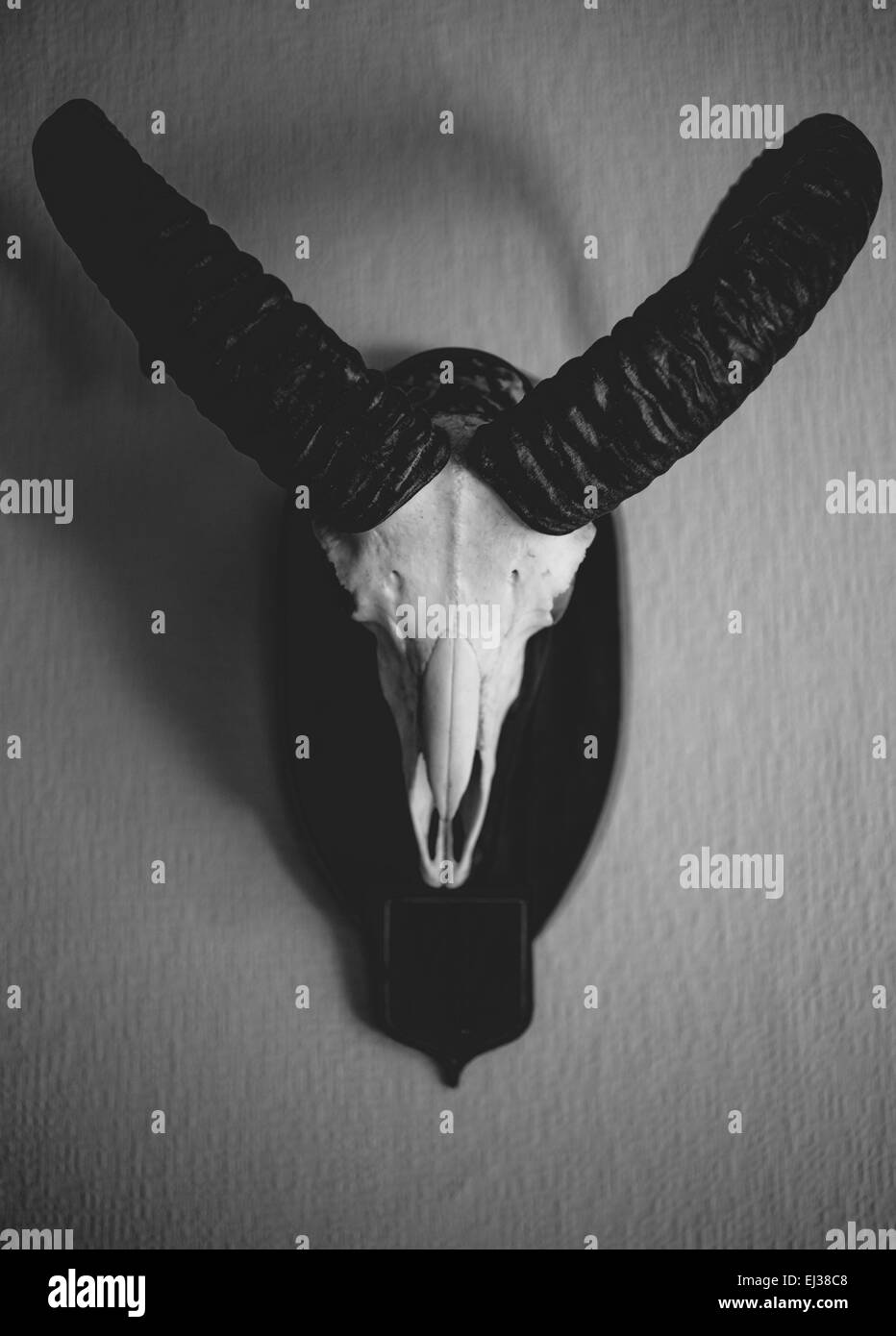 Closeup foto in bianco e nero di muflone cranio appeso alla parete Foto Stock