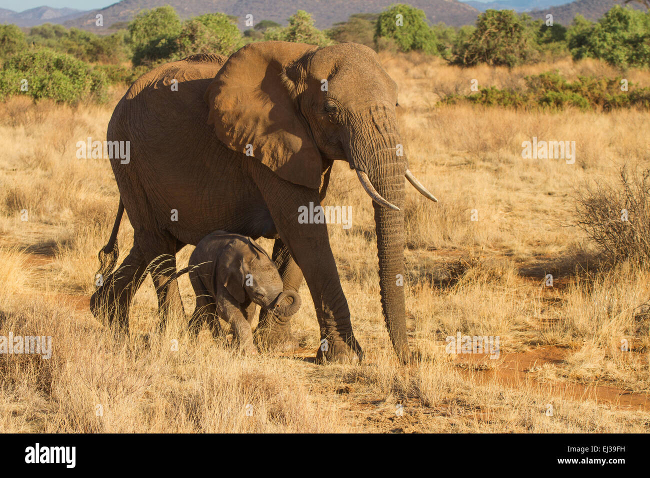 Elefante africano (Loxodonta africana) con vitello Foto Stock