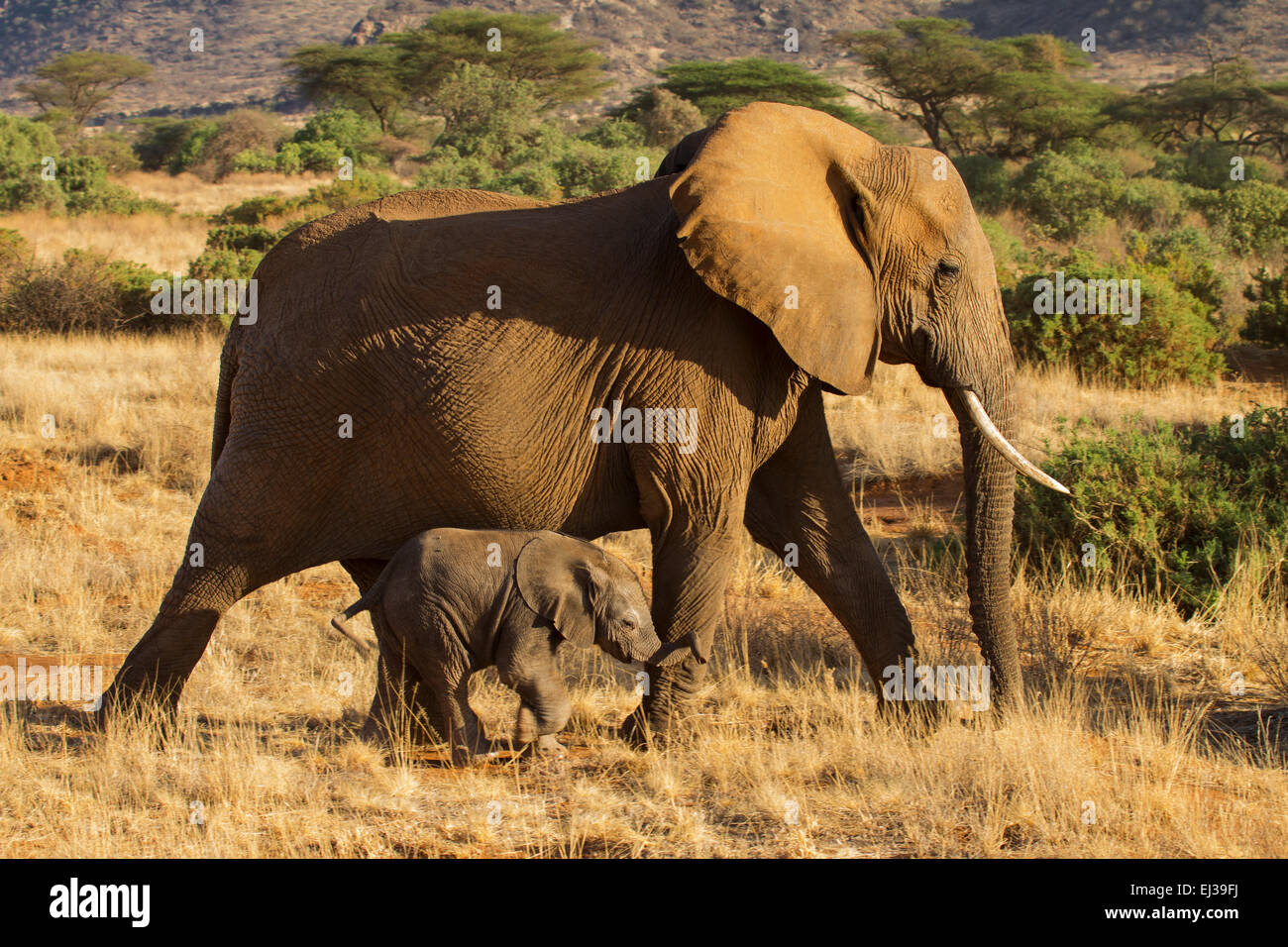 Elefante africano (Loxodonta africana) con vitello Foto Stock