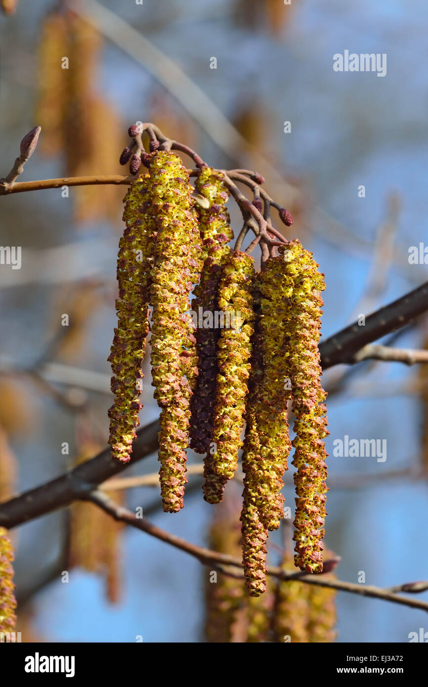 Molla. Alder amenti (lat. Alnus) close up Foto Stock