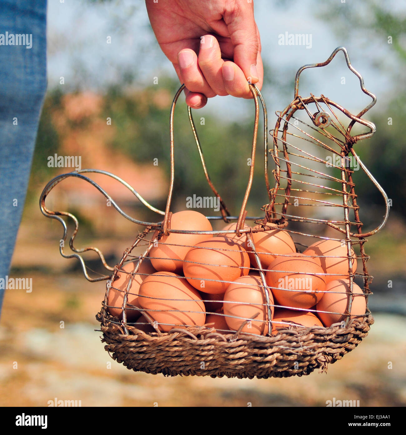Primo piano della mano di un giovane uomo caucasico portante una gallina-arrugginito a forma di cestello metallico pieno di uova marrone appena raccolti da Foto Stock