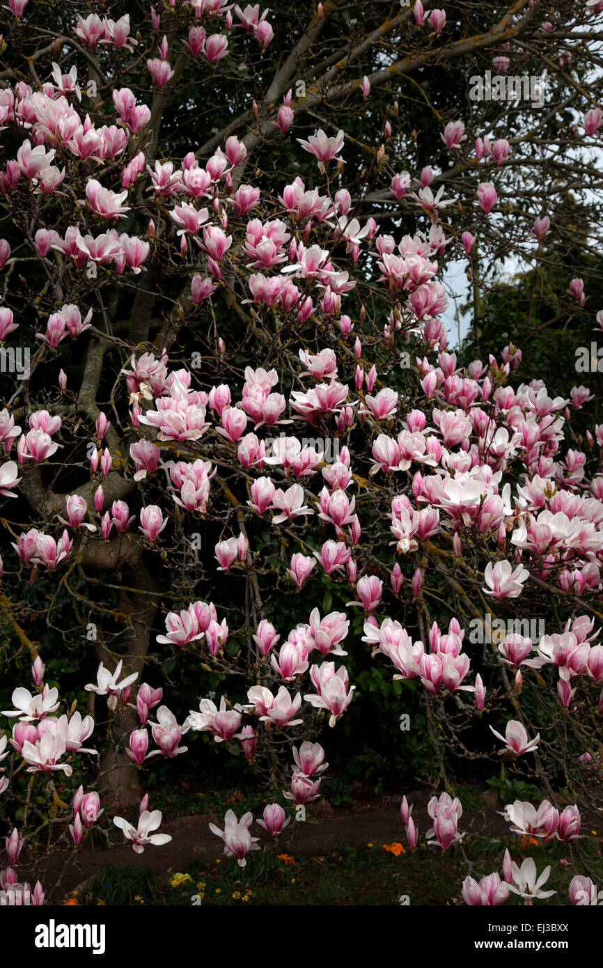 La Magnolia x soulangiana 'Immagine' Foto Stock