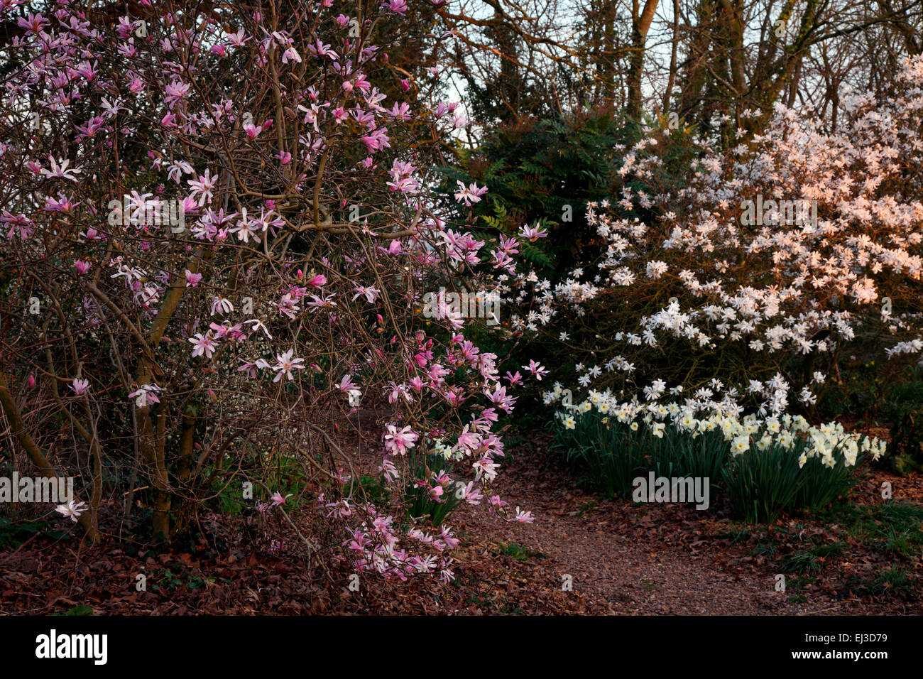 Magnolia x loebneri 'Leonard Messel' AGM con Magnolia stellata 'Ninfea' AGM a posteriori - luce della sera Foto Stock