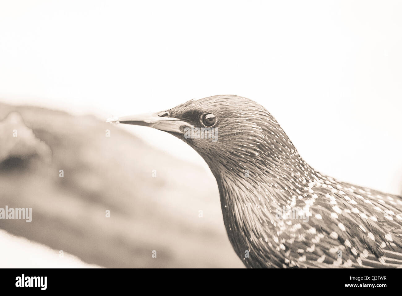 Leggermente colorata immagine monocromatica di starling close up con il duo vintage effetto di tono Foto Stock