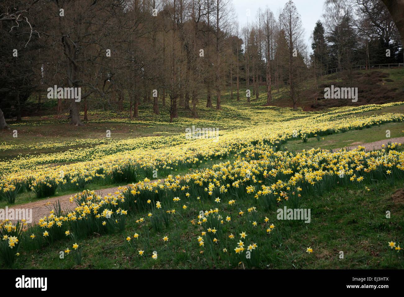 Narcissus pseudonarcissus - narcisi selvatici nella valle dei giardini, Windsor Foto Stock