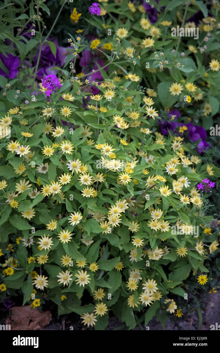 Melampodium "Delizia di limone' in estate display biancheria da letto Foto Stock