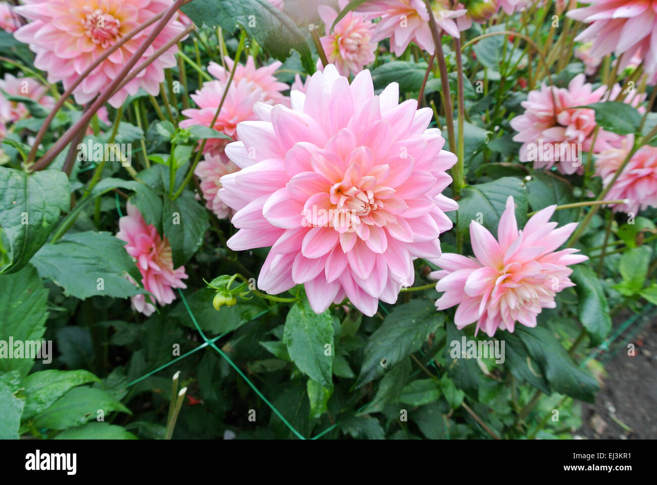 Ninfea rosa dalia Foto Stock