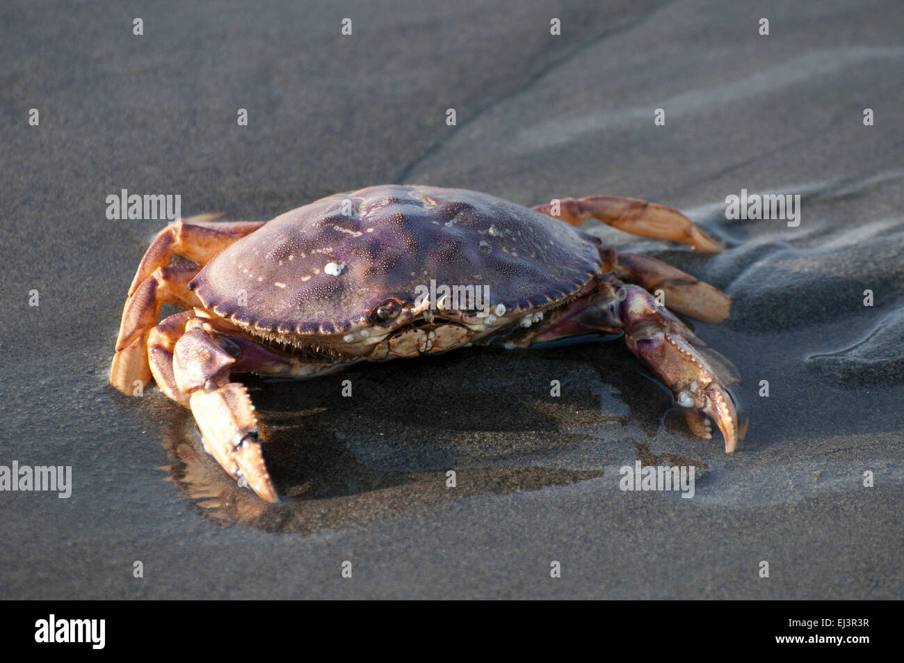 Dungeness Crab nel surf come la marea si spegne, sulla spiaggia di Ocean Shores, WA, Grays Harbor County, Stati Uniti d'America. Foto Stock