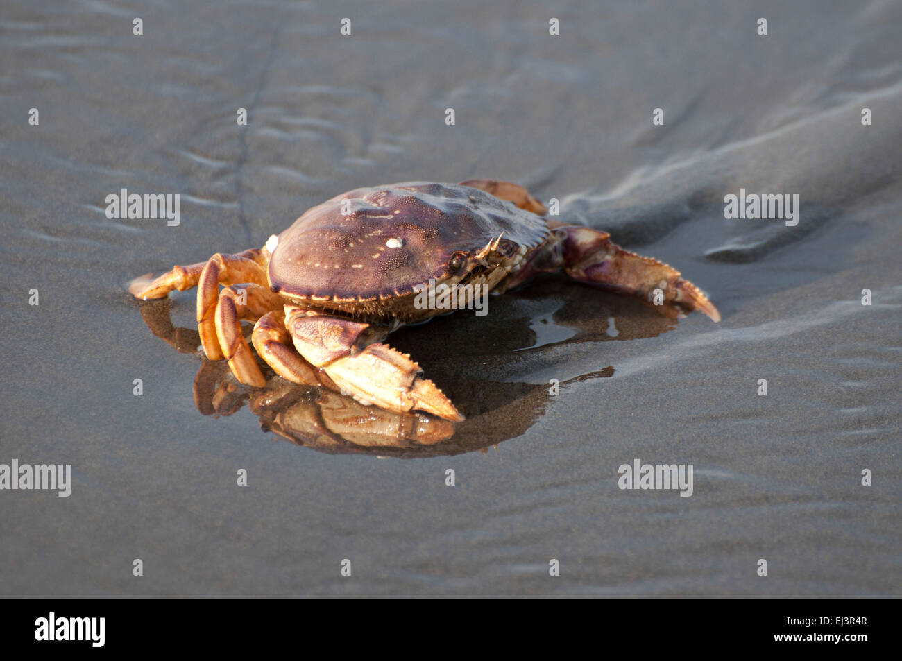 Dungeness Crab nella sabbia, come il surf si spegne, sulla spiaggia di Ocean Shores, WA, Grays Harbor County, Stati Uniti d'America. Foto Stock