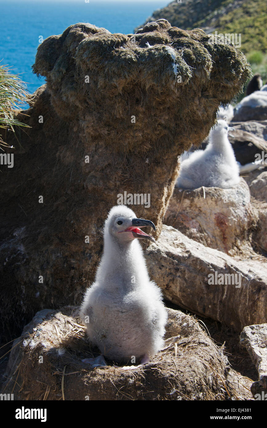 Nero browed Albatross pulcino su nest West Point Island Isole Falkland Foto Stock