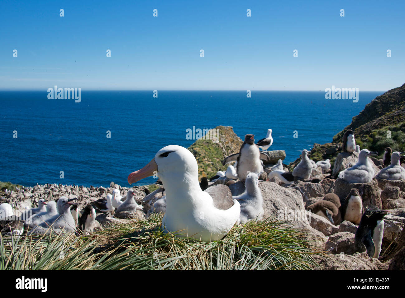 Nero browed Albatross colonia di allevamento di West Point Island Isole Falkland Foto Stock