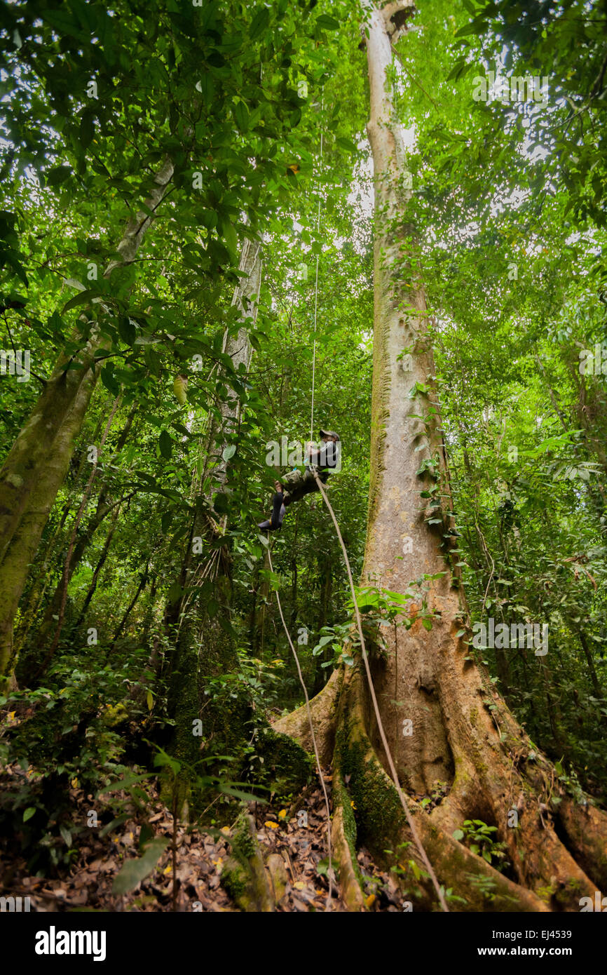 Una guida ecoturismo salendo una corda per raggiungere una piattaforma panoramica costruita per promuovere la conservazione della natura, su un albero vicino Sawai, Maluku, Indonesia. Foto Stock