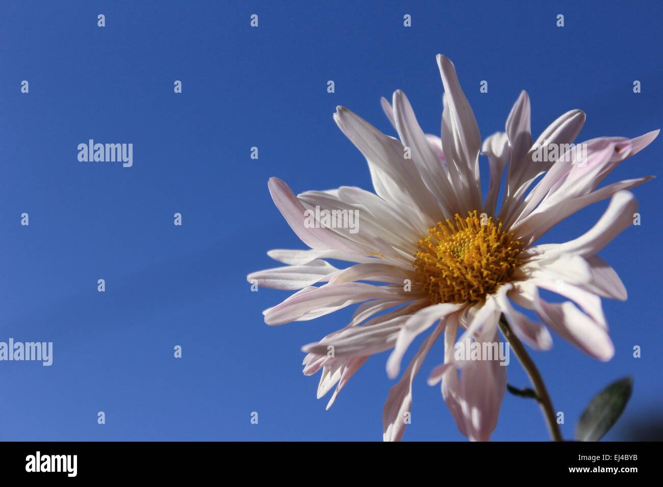 Fiore bianco con sky sfondo blu Foto Stock