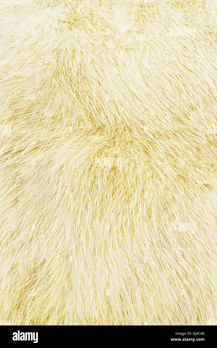 Giallastro-beige Pelliccia di Visone Foto Stock