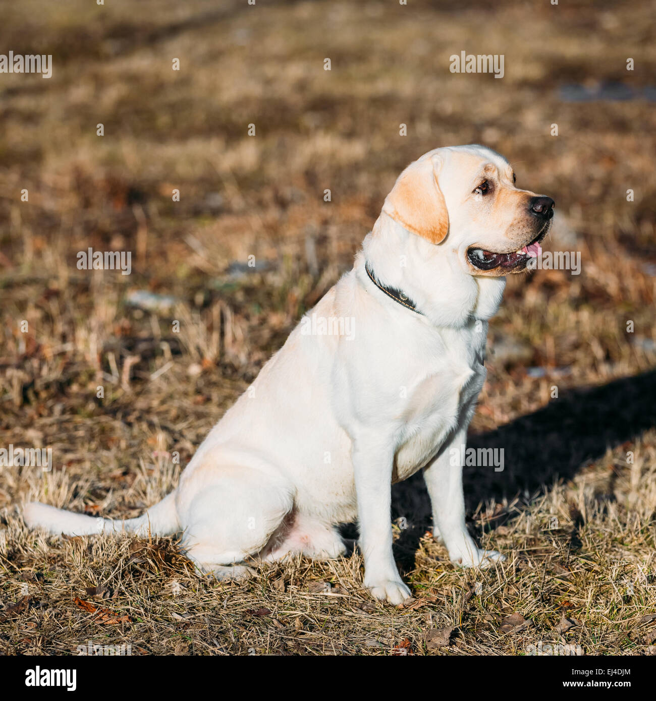 Bella bianco Labrador Retriever cane di laboratorio di stare all'aperto in primavera Foto Stock Bella bianco Labrador Retriever cane di laboratorio di stare all'aperto in primavera Foto Stock