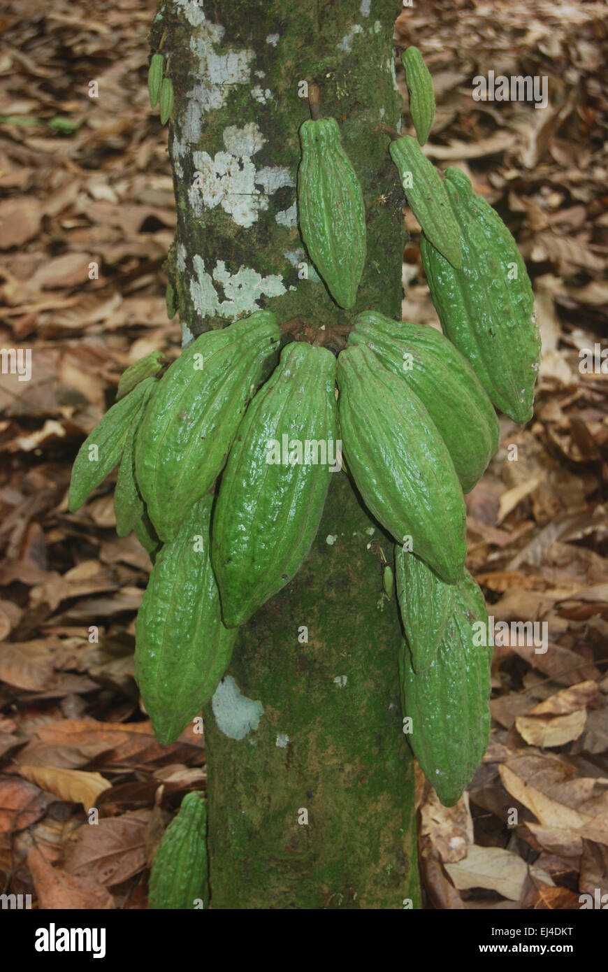 Baccelli del cacao Foto Stock