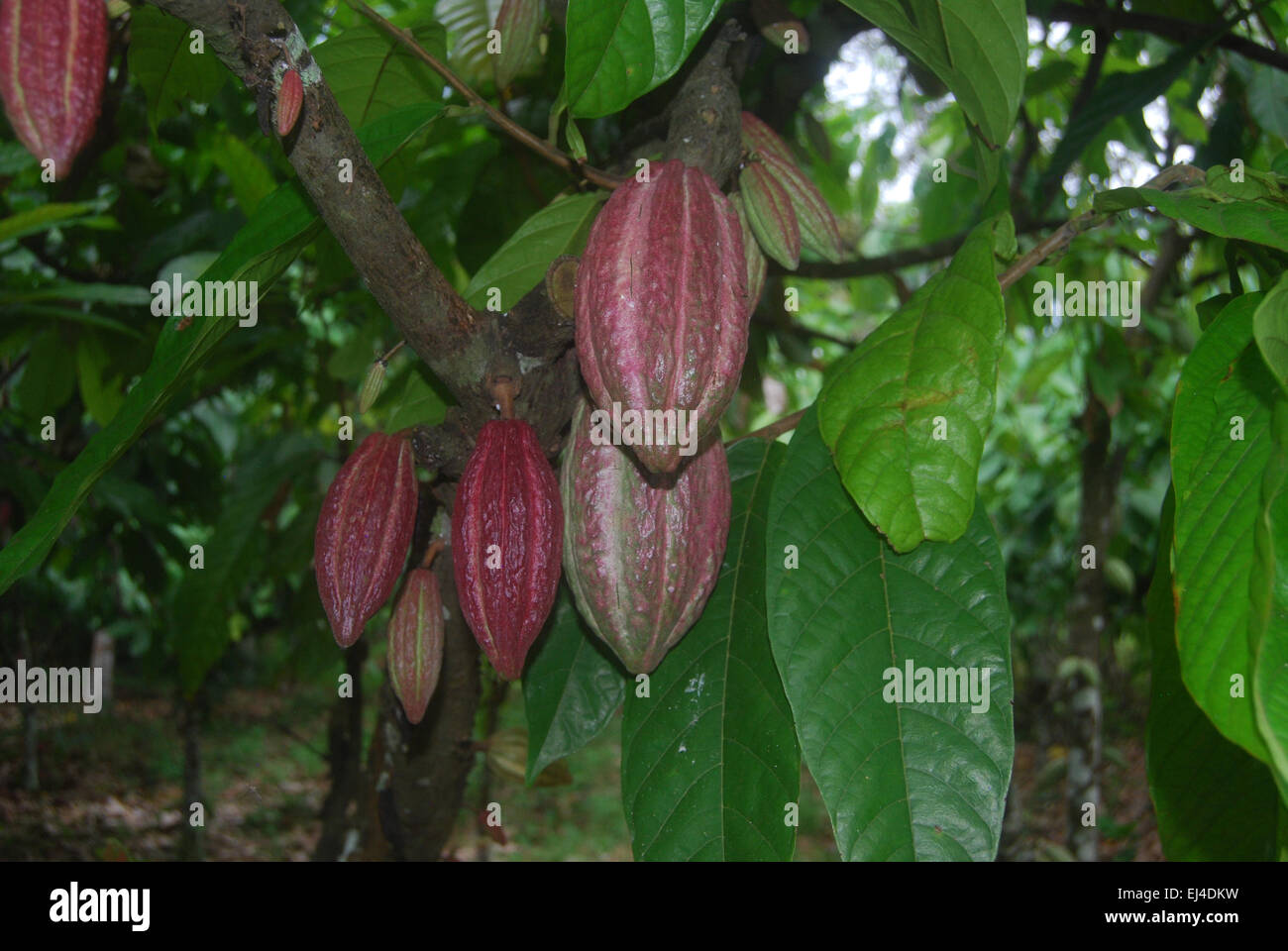 Baccelli del cacao Foto Stock