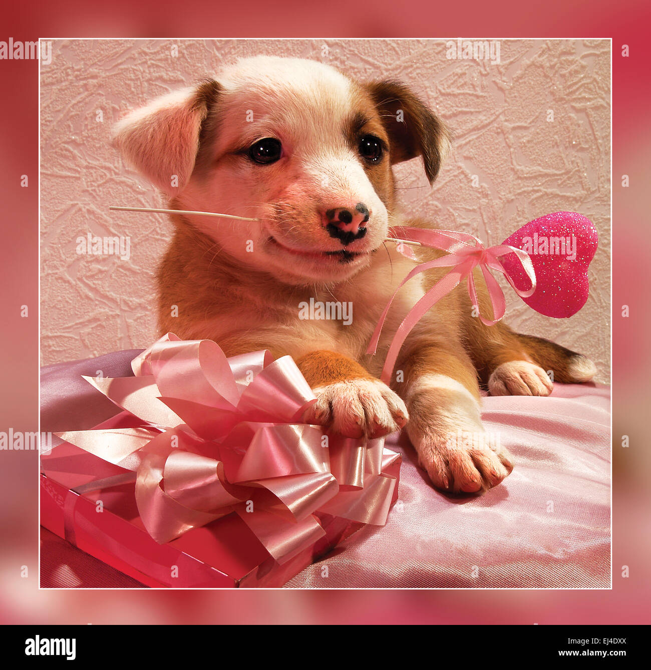 Cucciolo con un cuore rosa e un dono Foto stock - Alamy