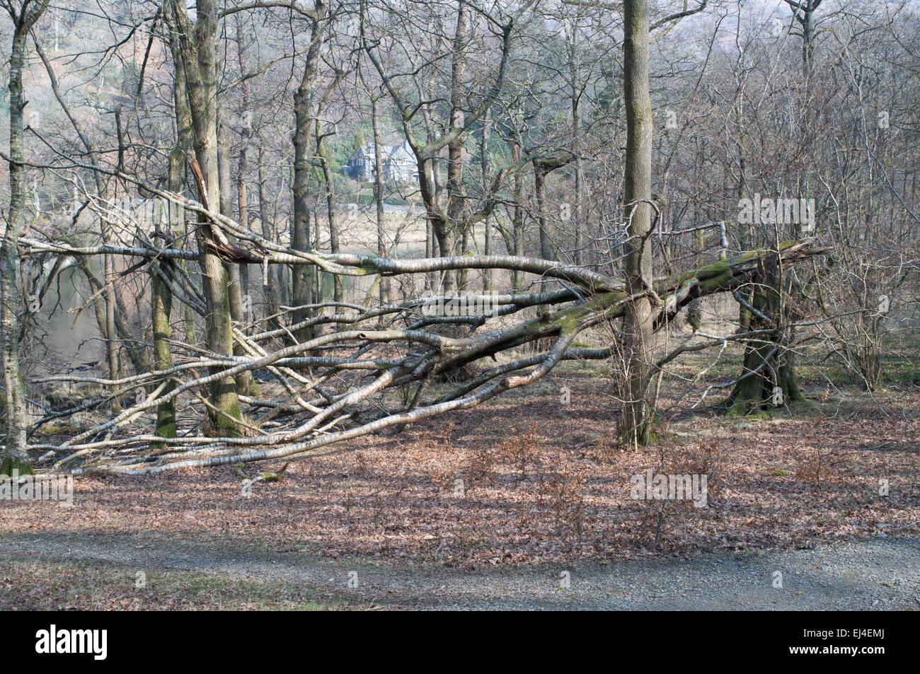 Albero soffiato su da forti venti Rydal, Lake District, England, Regno Unito Foto Stock