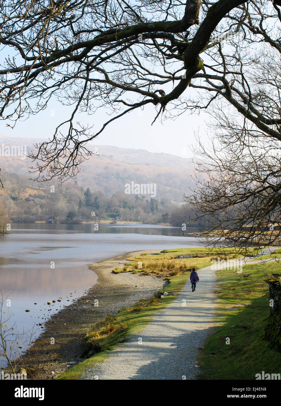 Una donna che cammina lungo il vuoto di lakeside percorso lungo Rydal acqua, Lake District, England, Regno Unito Foto Stock