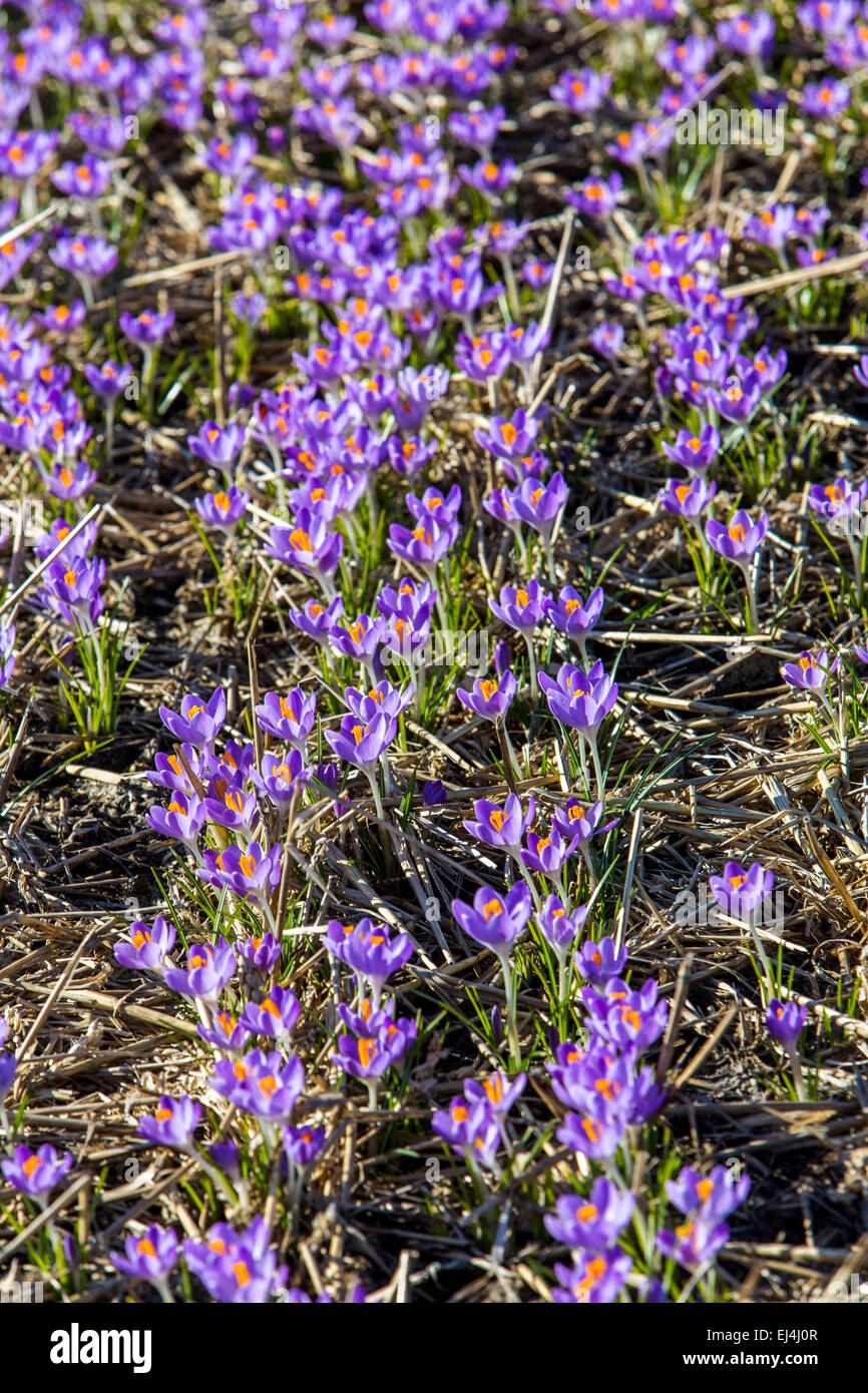 La coltivazione di massa di Crocus, Molla Crocus (crocus vernus), su un campo in North Holland Foto Stock