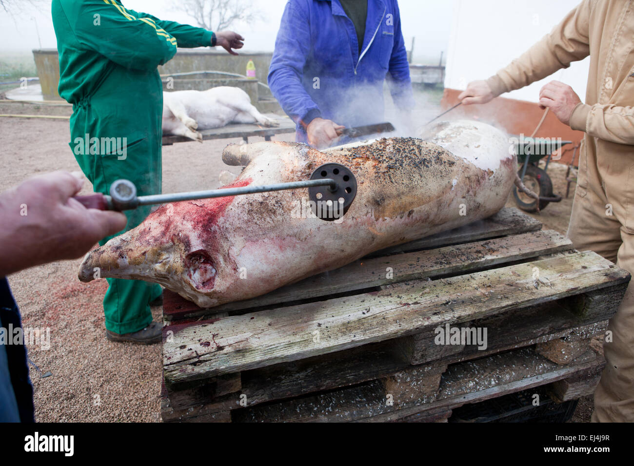 La rimozione dei peli di maiale con cannello. Casa Tradizionale la macellazione in un area rurale Foto Stock