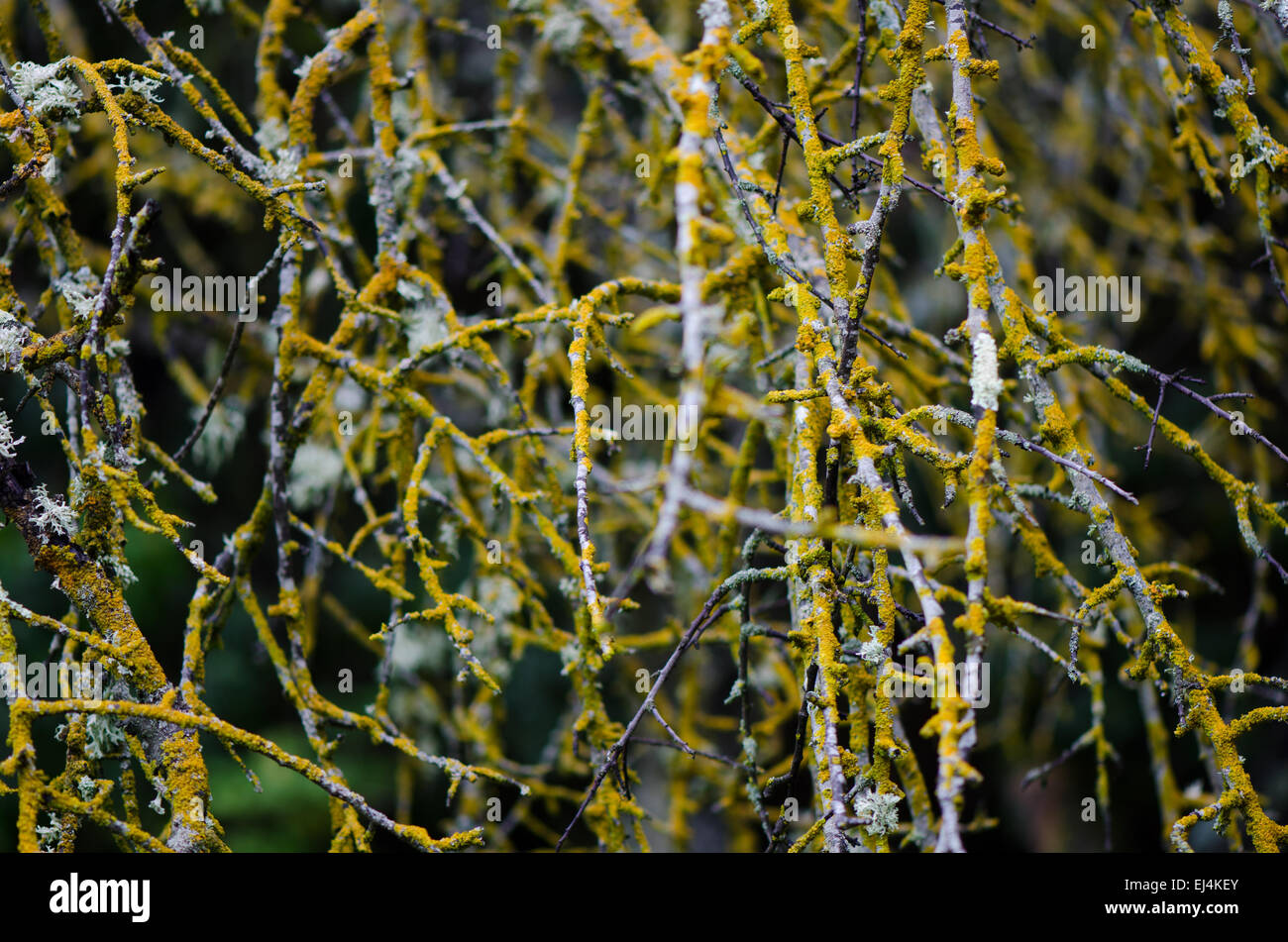 Comune lichene arancione (Xanthoria parietina), lichen sui ramoscelli, Andalusia, Spagna. Foto Stock