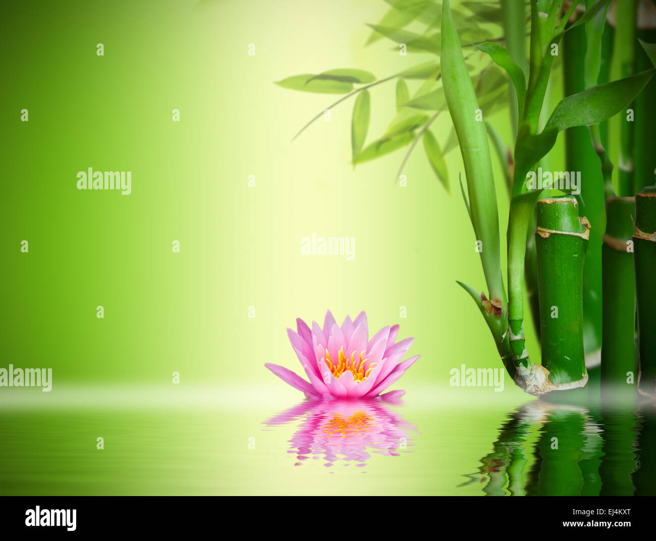 Giardino Zen Foto Stock