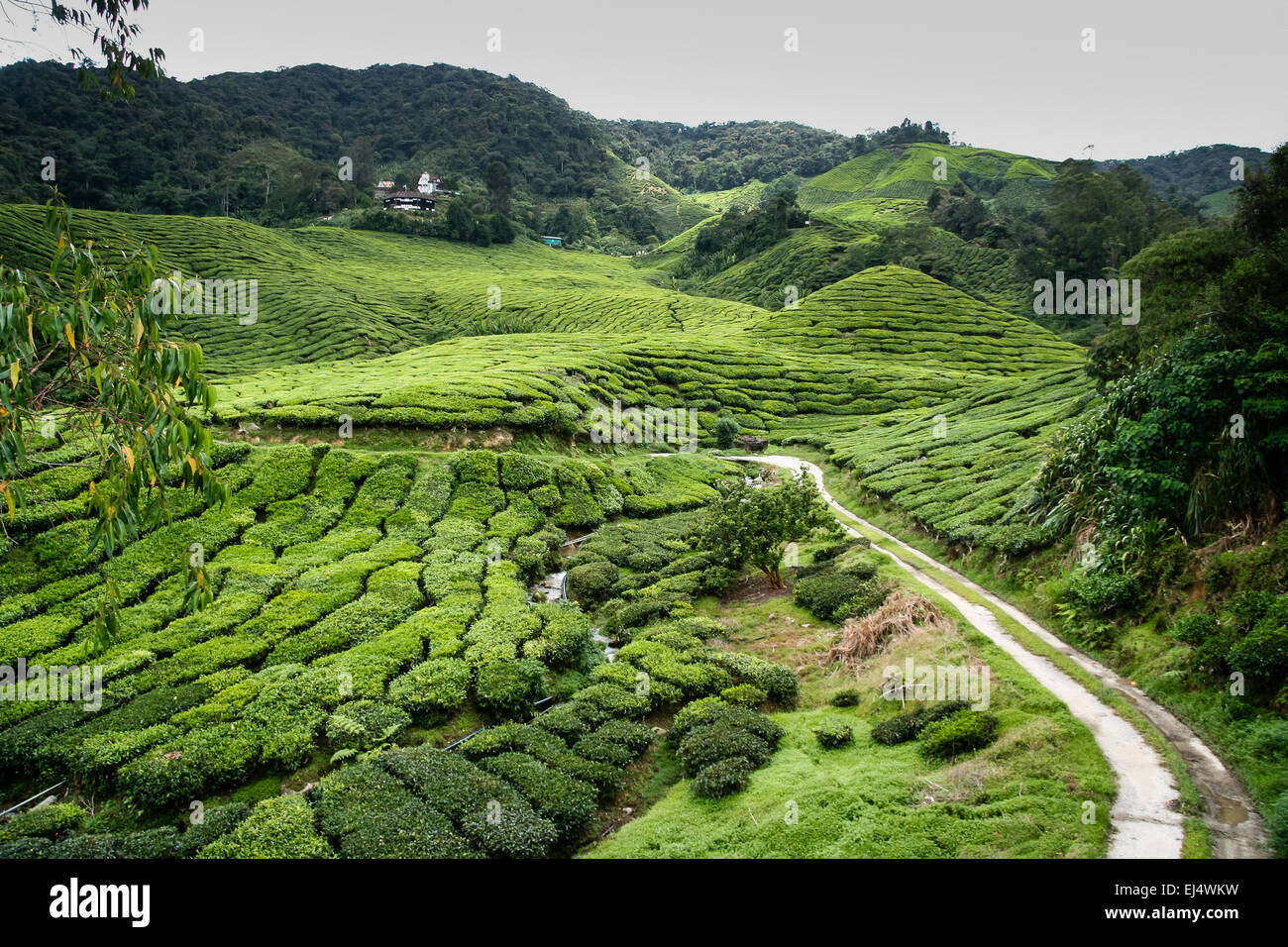 Cameron Highlands, Malaysia. Vista di piantagioni di tè. Foto Stock