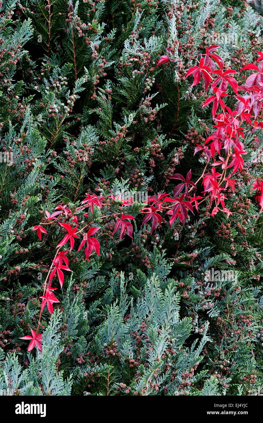 Giardino verde conifera albero red virginia superriduttore Foto Stock