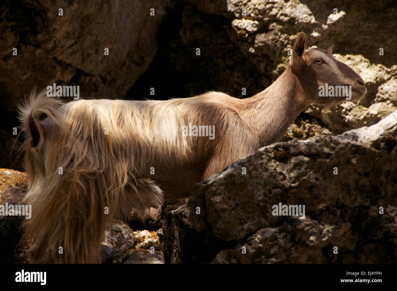 Capra cretese gode di un certo raffreddamento ombra Foto Stock