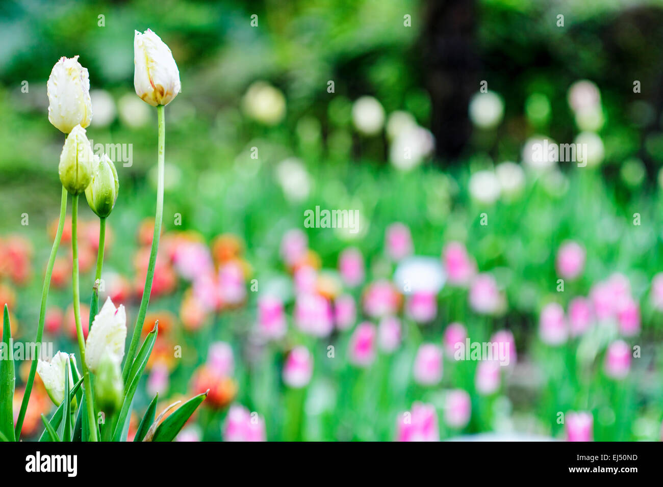 Tulip. Bouquet di tulipani. tulipani colorati. tulipani nel sole di primavera. tulip nel campo Foto Stock