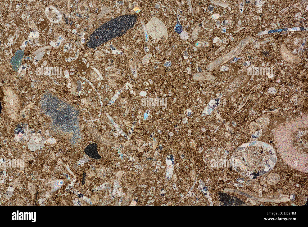 Rocce sedimentarie calcaree, calcaree e dolomitiche di fossili fotomicrografia, croce illuminazione polarizzata, Somerset REGNO UNITO Foto Stock