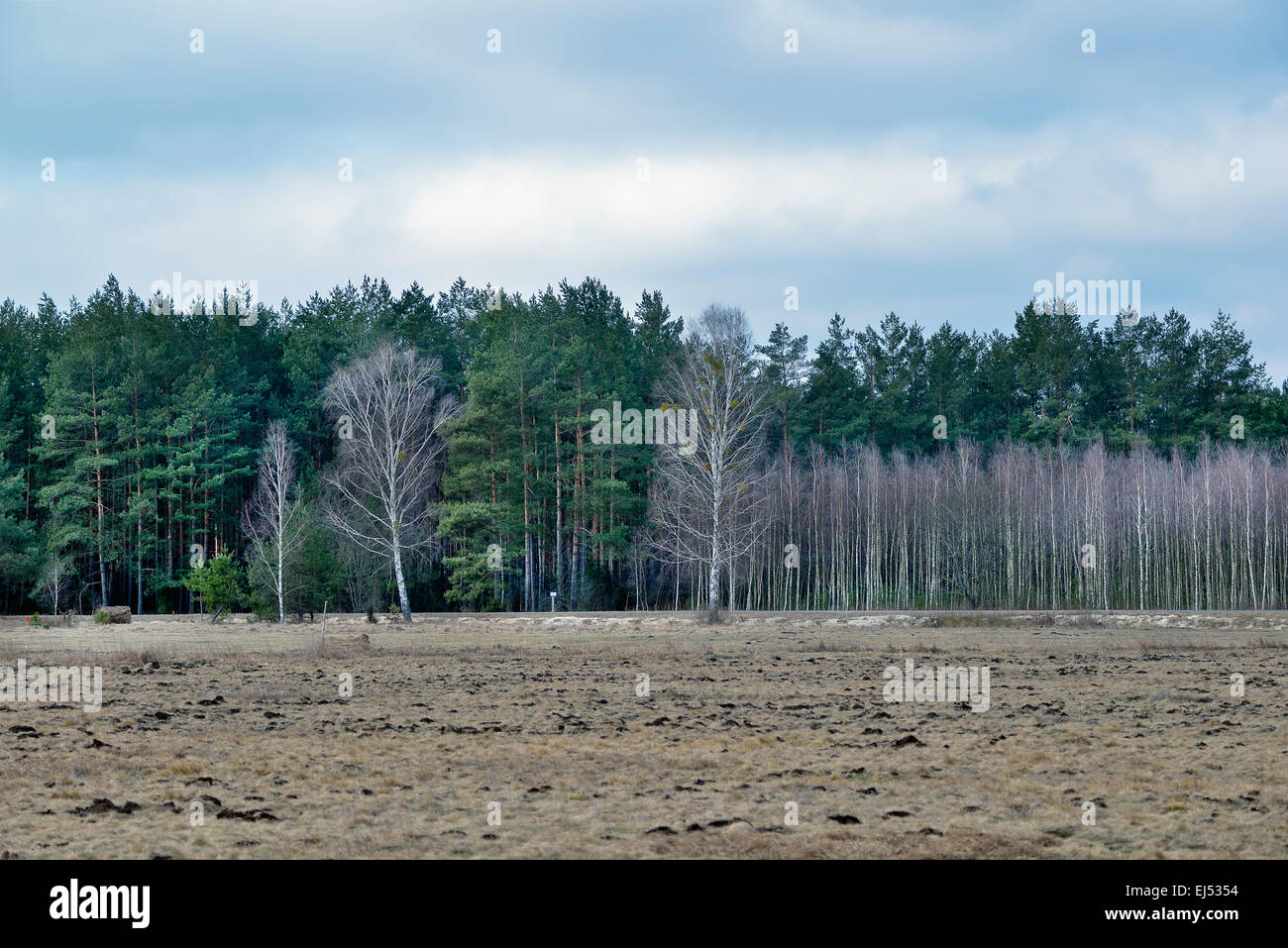 Polonia, Bialowieza NP, prati e foreste Foto Stock