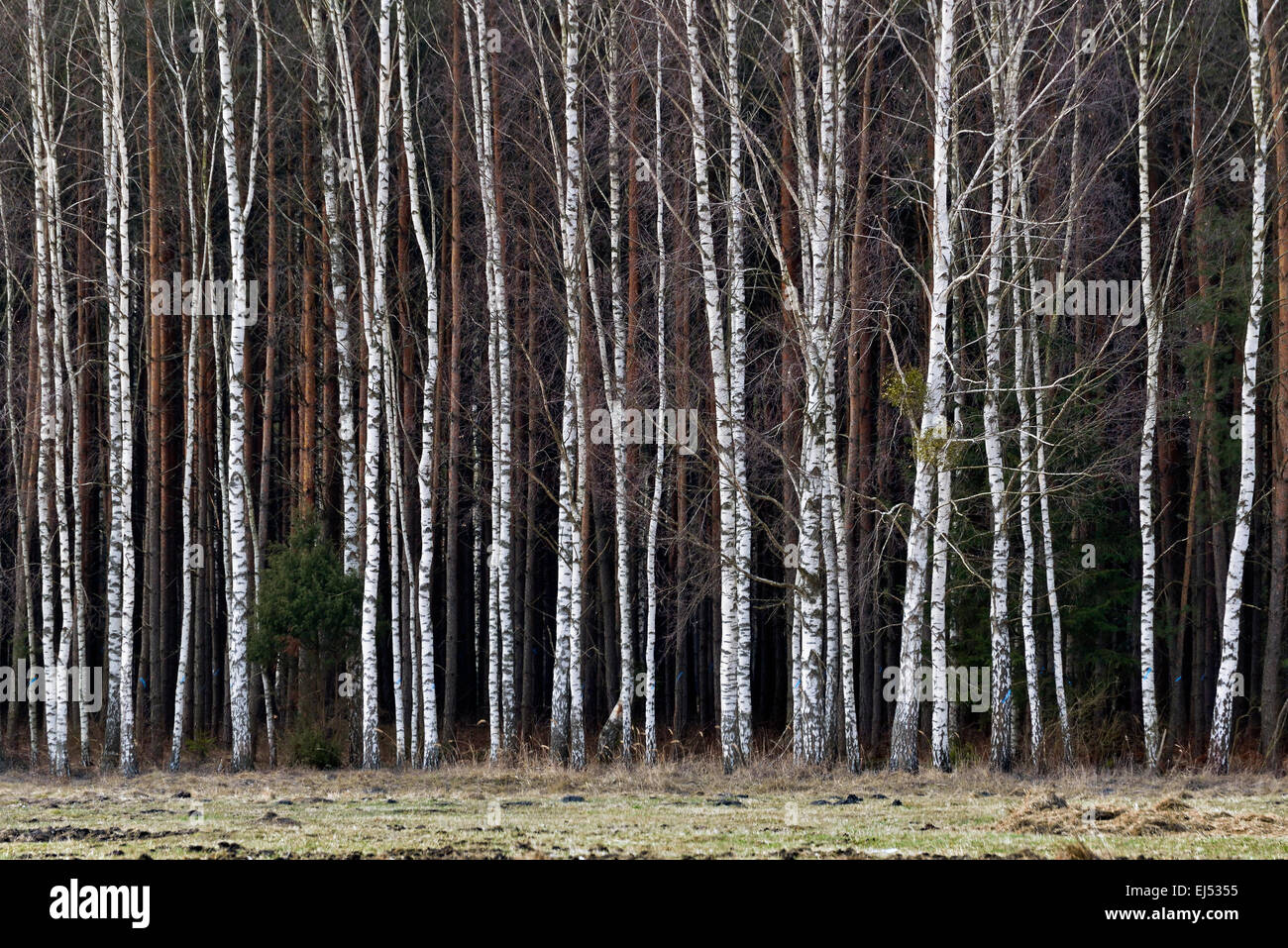 Polonia, Bialowieza NP, betulle Foto Stock