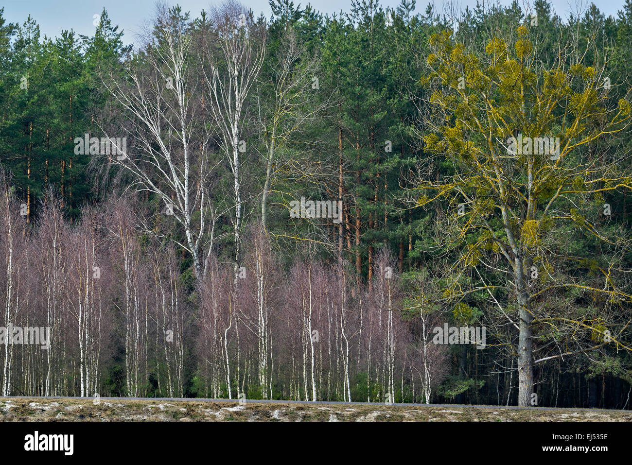 Polonia, Bialowieza NP, foresta Foto Stock