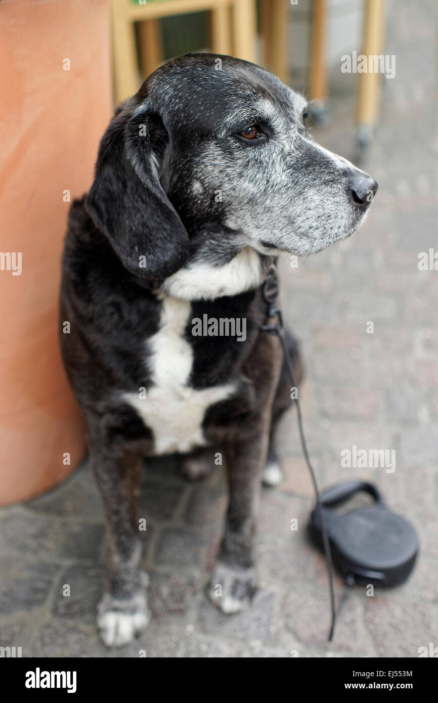 Cane nero sulla strada di messa a fuoco selettiva con il guinzaglio libero Foto Stock