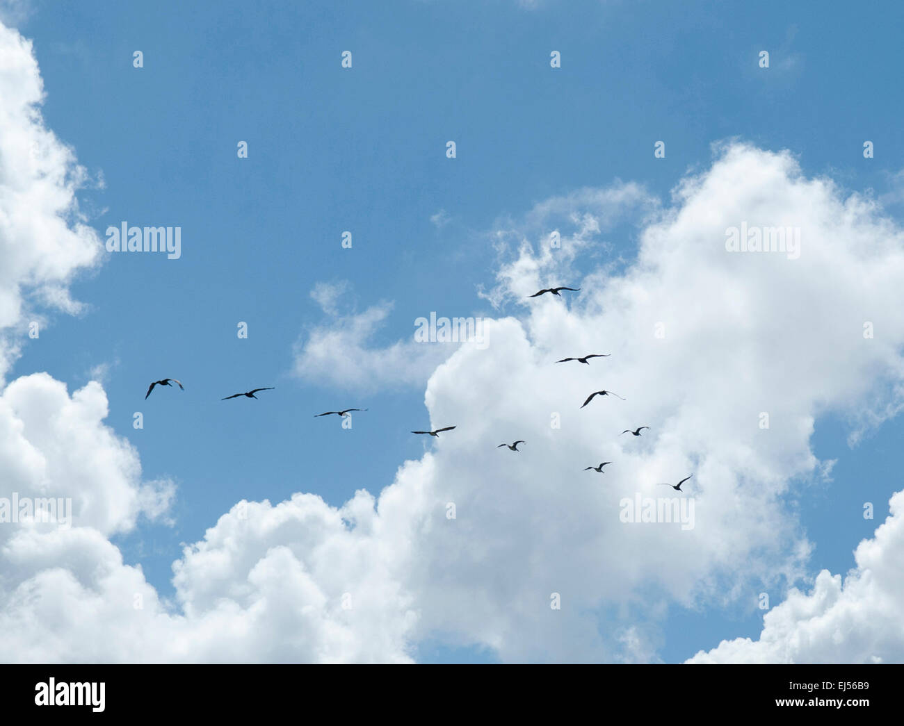 Specie di uccelli in migrazione tra un nuvoloso cielo blu in una formazione di V Foto Stock