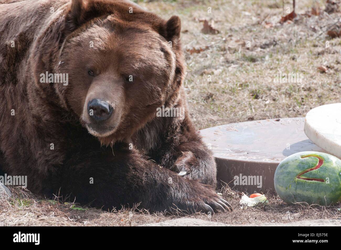 Chicago, Stati Uniti d'America. Xxi Mar, 2015. Uno di una coppia di orsi grizzly gode di se stesso con il cibo per il suo 20-anno-vecchio festa di compleanno al Brookfield Zoo, west sobborgo di Chicago, gli Stati Uniti, il 21 marzo 2015. Il grizzly, denominato Jim e Axhi, ruotare per essere 20 sabato e lo zoo di funzionari hanno celebrato la loro festa di compleanno con una festa speciale. L'orso fratelli nati nello stesso giorno e ha fatto il loro modo allo zoo nel 1995 quando essi sono rimasti orfani in Alaska, e hanno vissuto in Brookfield Zoo sin. © Egli Xianfeng/Xinhua/Alamy Live News Foto Stock