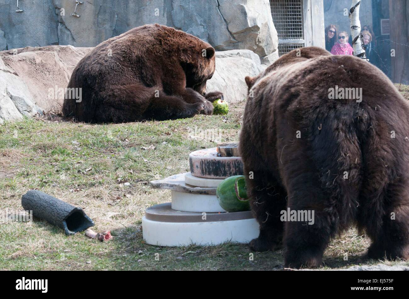 Chicago, Stati Uniti d'America. Xxi Mar, 2015. Uno di una coppia di orsi grizzly gode di se stesso con il cibo per il suo 20-anno-vecchio festa di compleanno al Brookfield Zoo, west sobborgo di Chicago, gli Stati Uniti, il 21 marzo 2015. Il grizzly, denominato Jim e Axhi, ruotare per essere 20 sabato e lo zoo di funzionari hanno celebrato la loro festa di compleanno con una festa speciale. L'orso fratelli nati nello stesso giorno e ha fatto il loro modo allo zoo nel 1995 quando essi sono rimasti orfani in Alaska, e hanno vissuto in Brookfield Zoo sin. © Egli Xianfeng/Xinhua/Alamy Live News Foto Stock