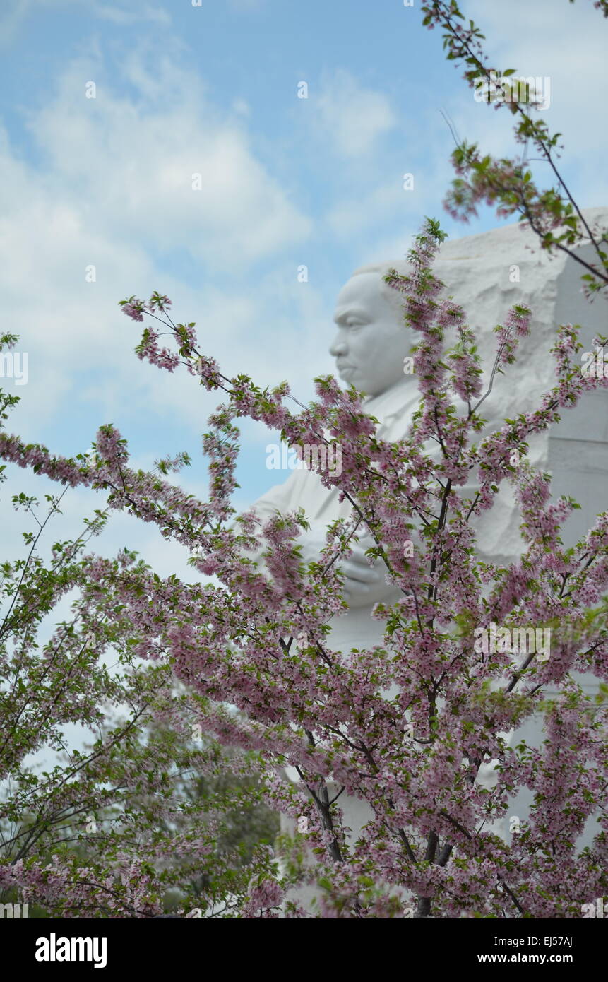 Martin Luther King statua fiori di ciliegio in Washington DC. Foto Stock