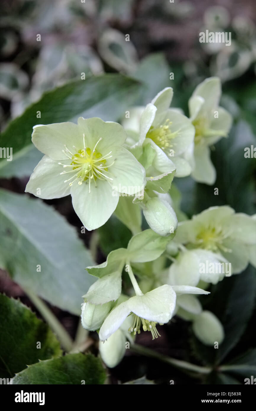 Helleborus lividus subsp. corsicus Foto Stock